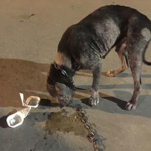 Meet your Posher, Ana